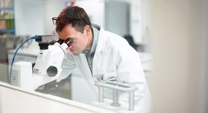 Laborant looks through the microscope