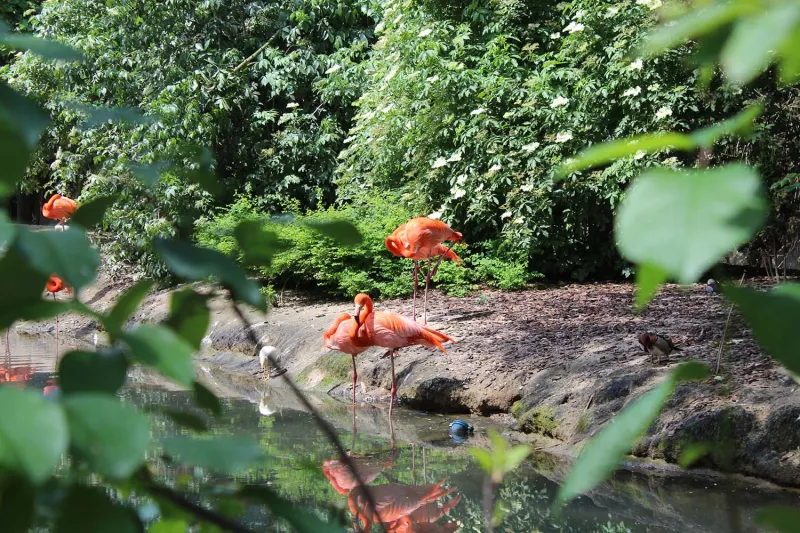 Flamingos in Pairi Daiza  at the Familyday of Bekina 