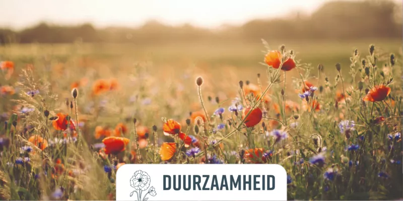 Veld met bloemen